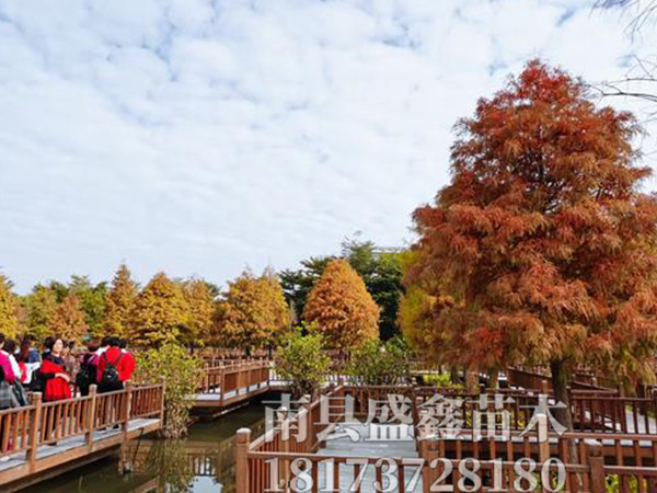 湖南益阳市成立苗木花卉产业协会